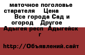 маточное поголовье старателя  › Цена ­ 3 700 - Все города Сад и огород » Другое   . Адыгея респ.,Адыгейск г.